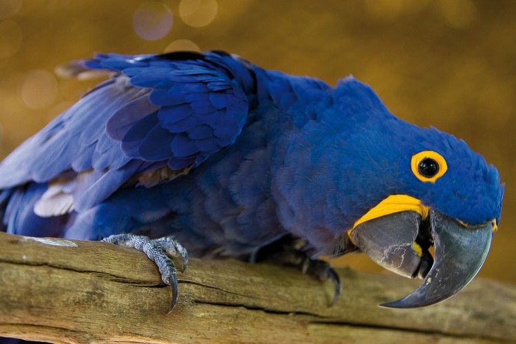 Arara Azul