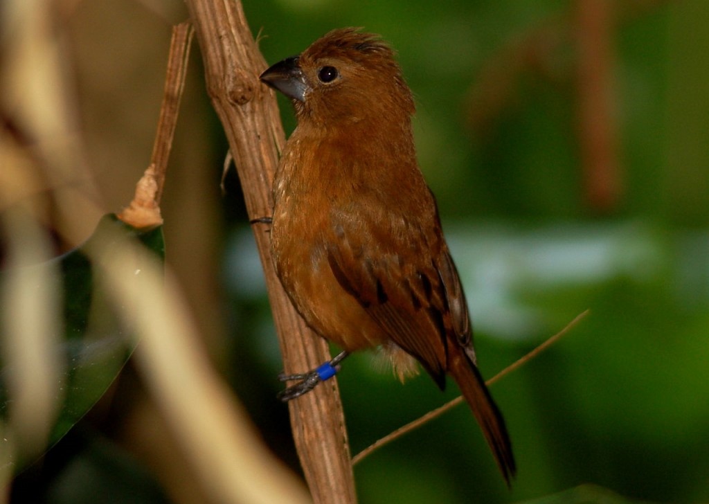 azulao femea