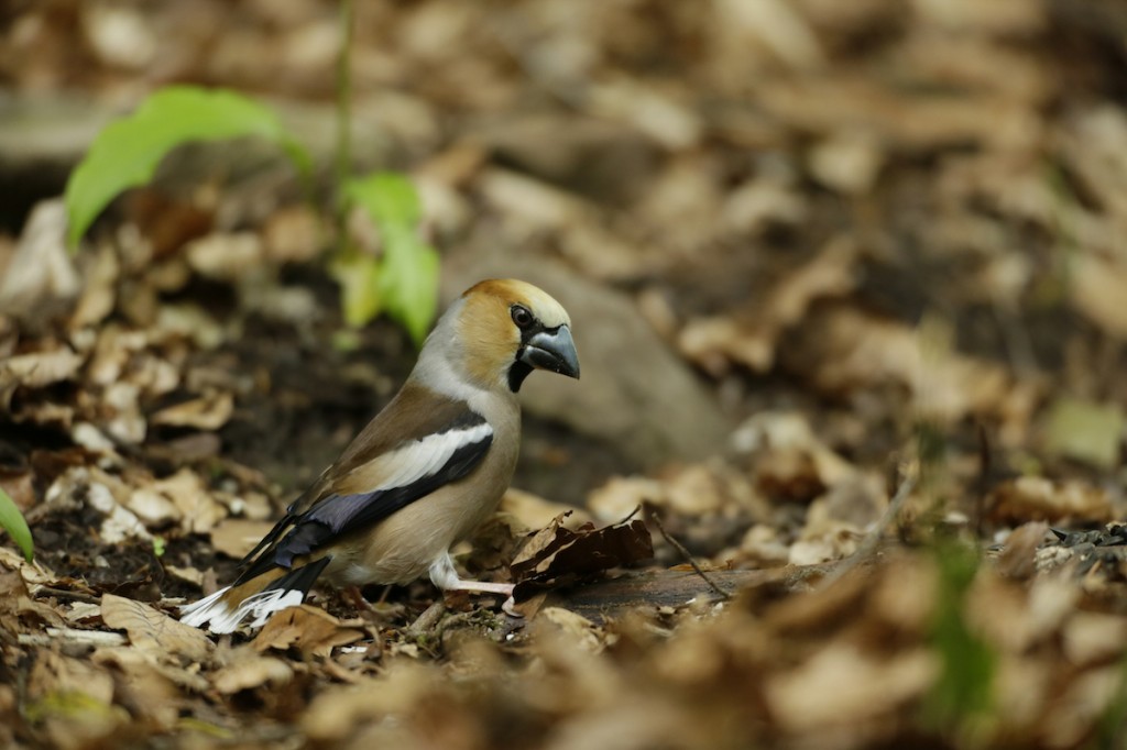 Bico Grossudo Macho