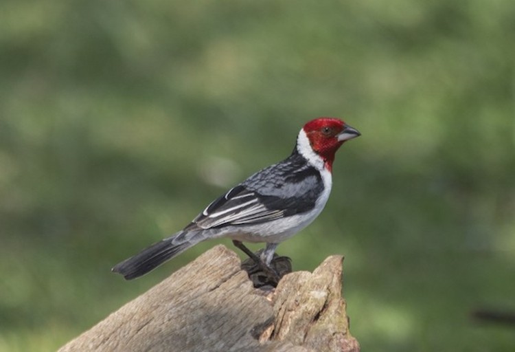 Canto de galo de campina