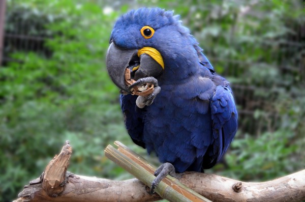 Características da Arara Azul