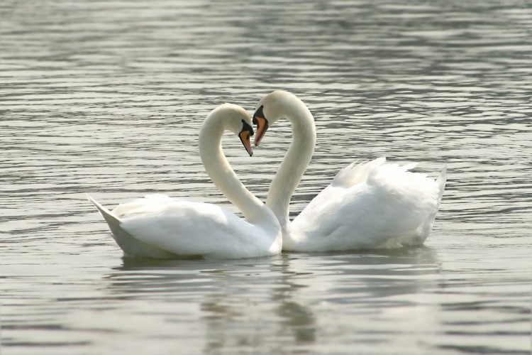 Cisne Branco