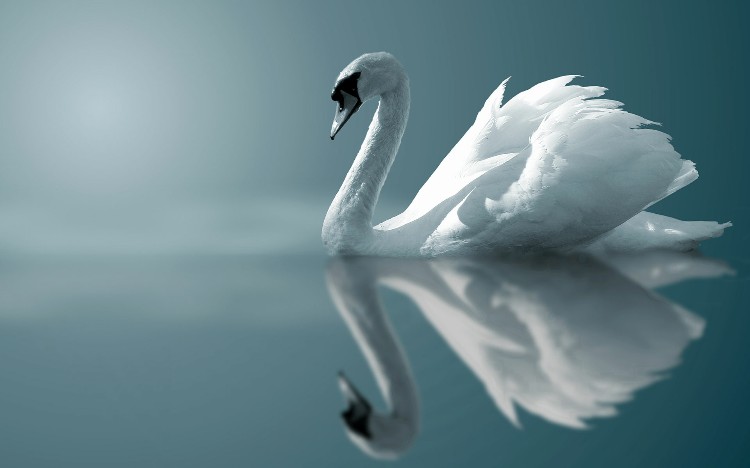 Cisne