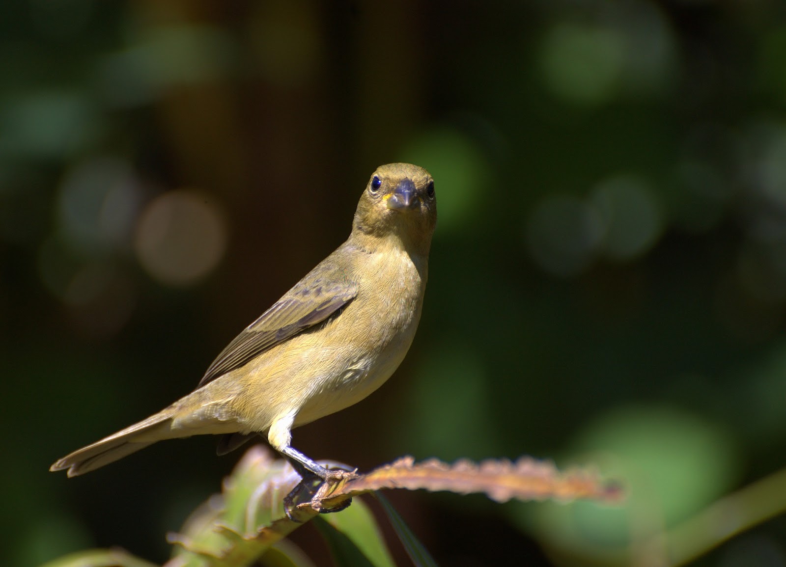 Fêmea de Coleiro-baiano - Papa-capim-capuchinho - Yellow-bellied