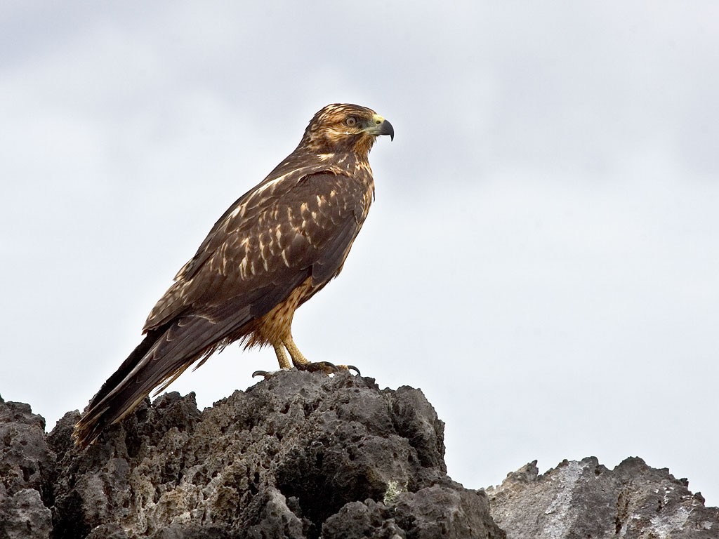 Falcão de Galápagos canto