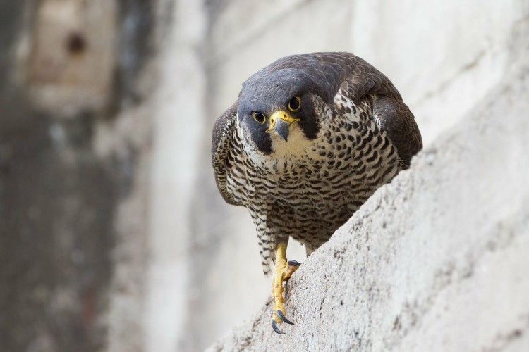 animals #falcaoperegrino #falcao #falcon #animalplanet