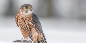 Falco Columbarius
