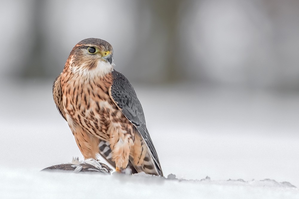 Falco Columbarius