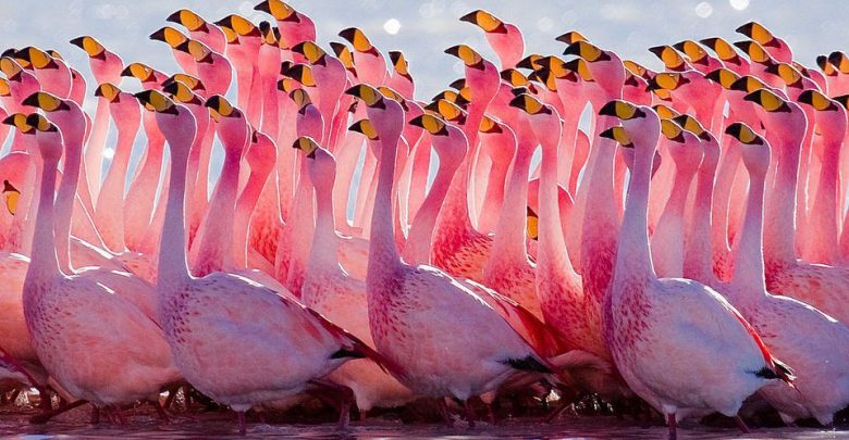 Flamingo Caracteristicas