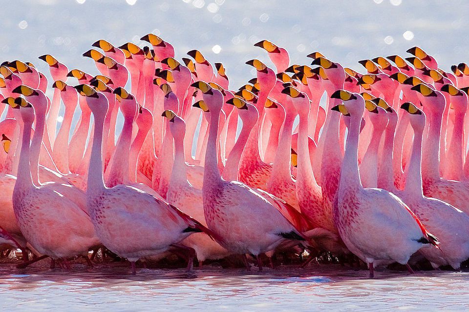 Flamingos