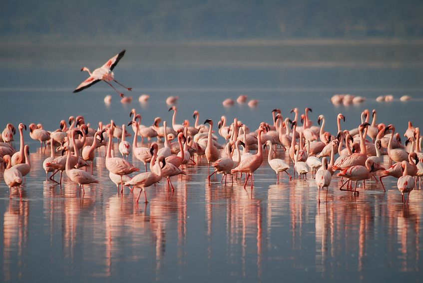 caracteristicas do flamingos