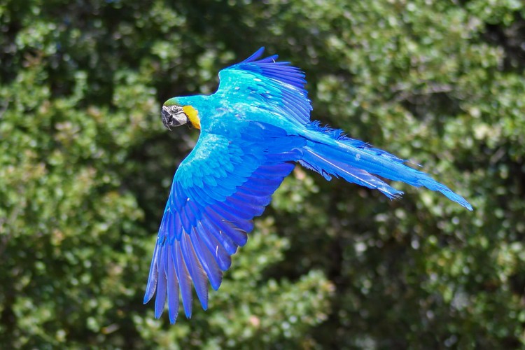 Hábitos da Arara Azul