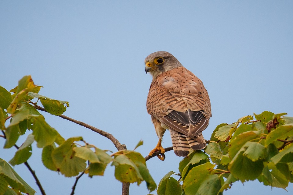 Kestrel caracteristicas