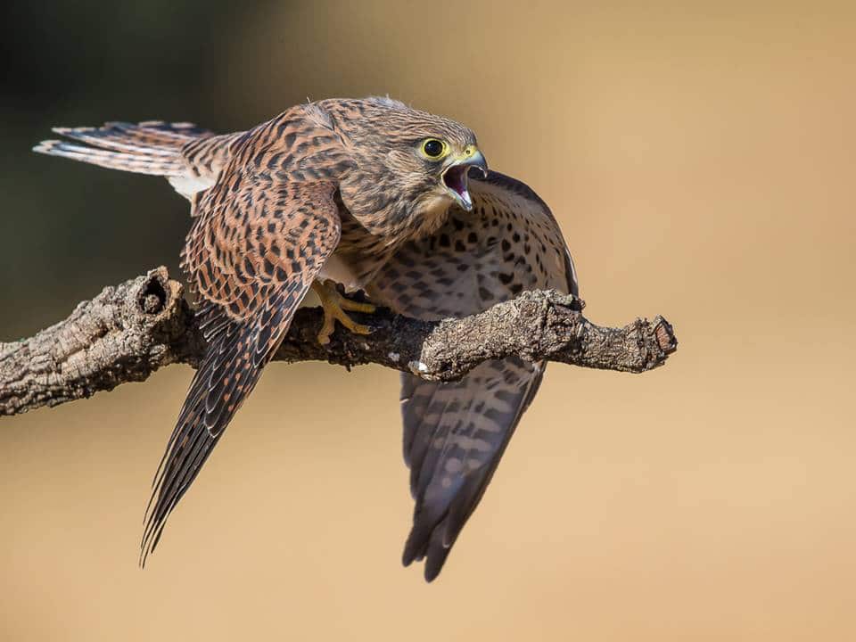 Kestrel