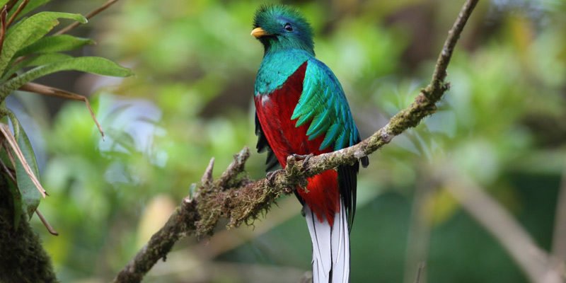 Quetzal