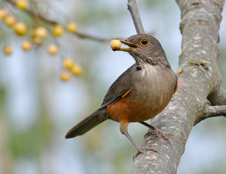 Sabiá Laranjeira Alimentação