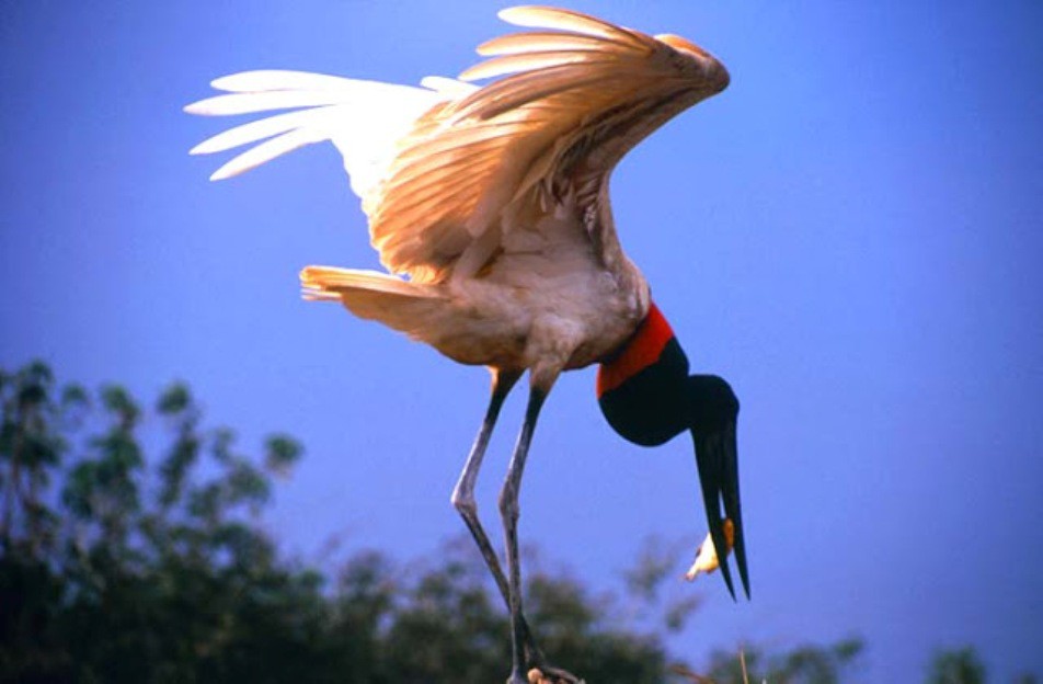 Tuiuiu do pantanal