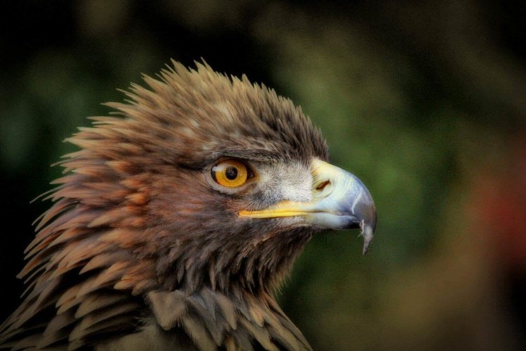águia coroada - reprodução