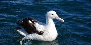 albatroz