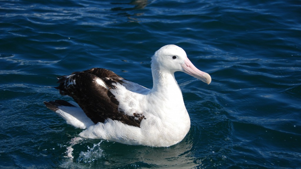 albatroz