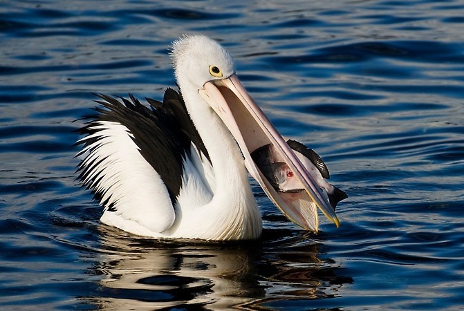 alimentação do pelicano
