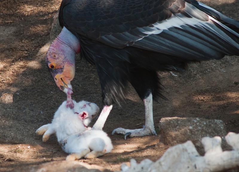 alimentacao do condor andino