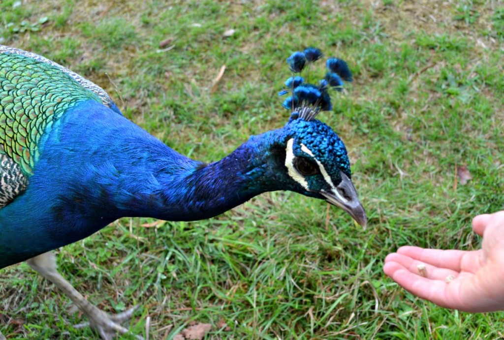 alimentação do pavão