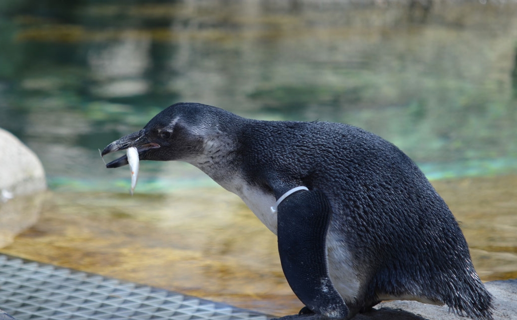 alimentação do pinguim