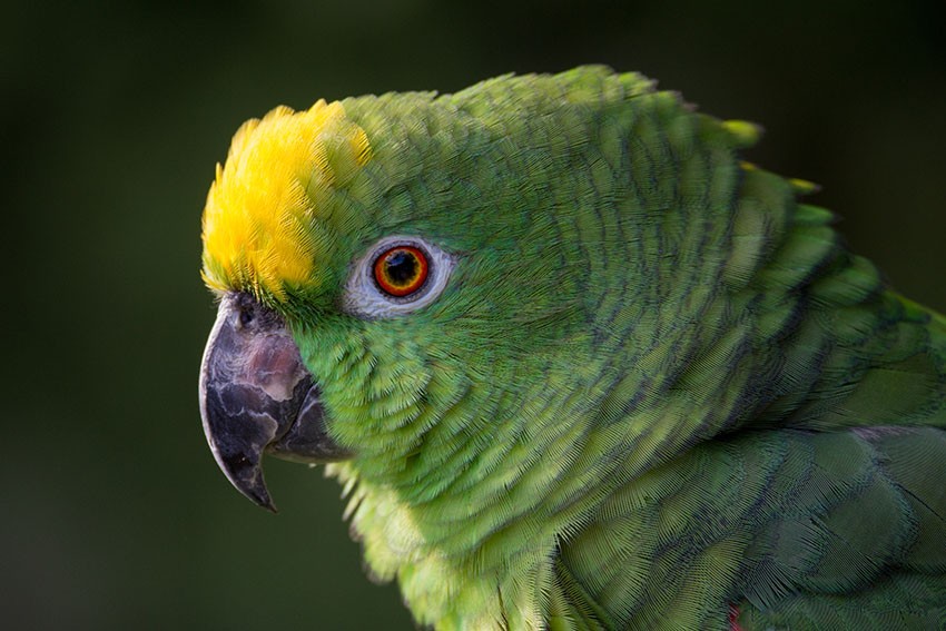 Papagaio da Amazônia