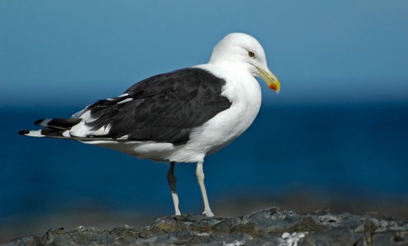 alimentacao da gaivota