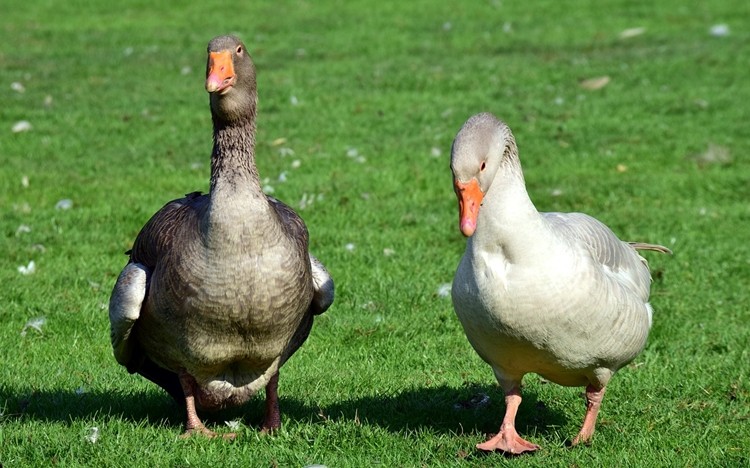 caracteristicas do ganso