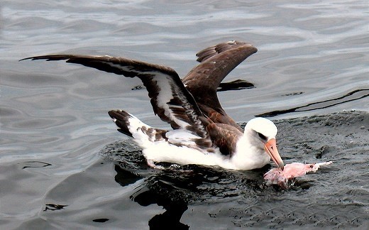 alimentação do albatroz