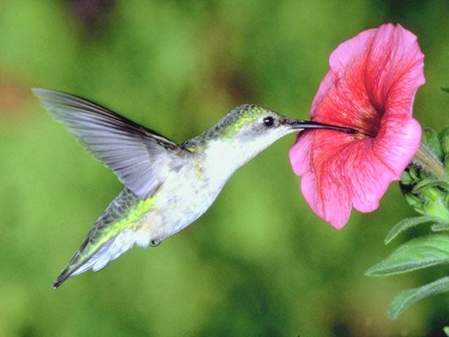 alimentação do beija flor