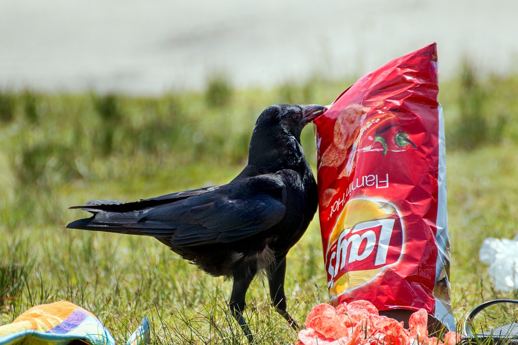 alimentação do corvo