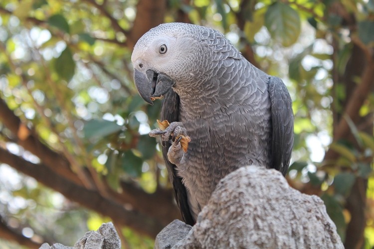 alimentação do papagaio cinzento