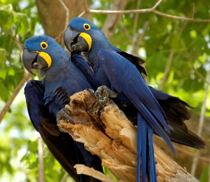 arara azul