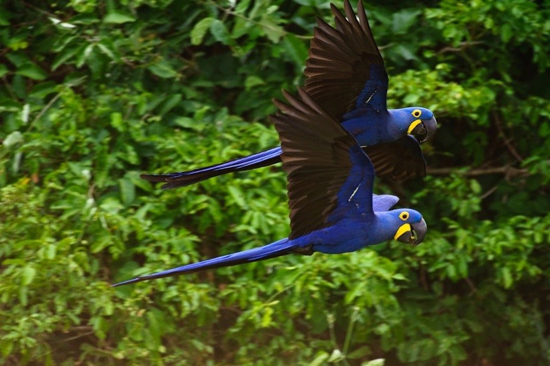 arara azul