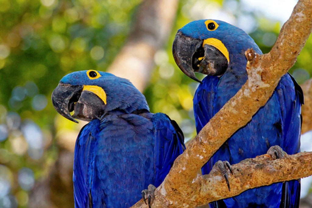 arara azul casal