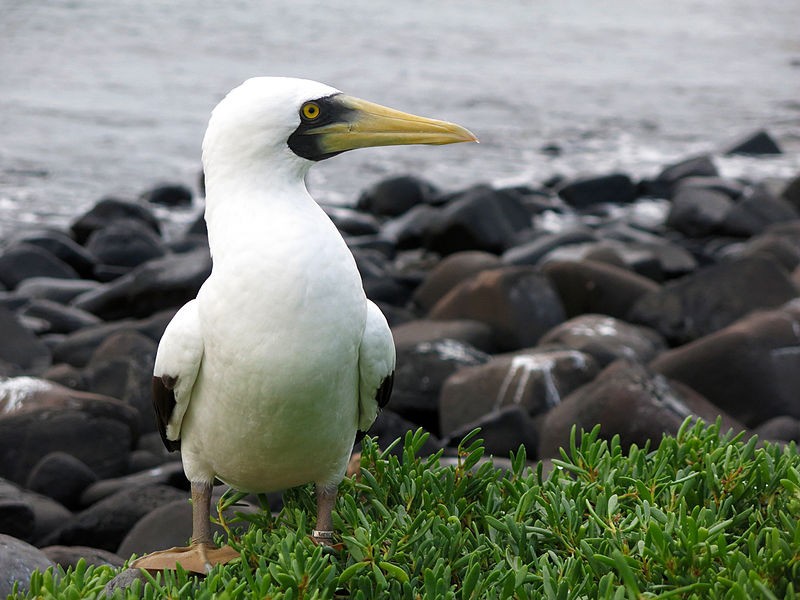 Atobá