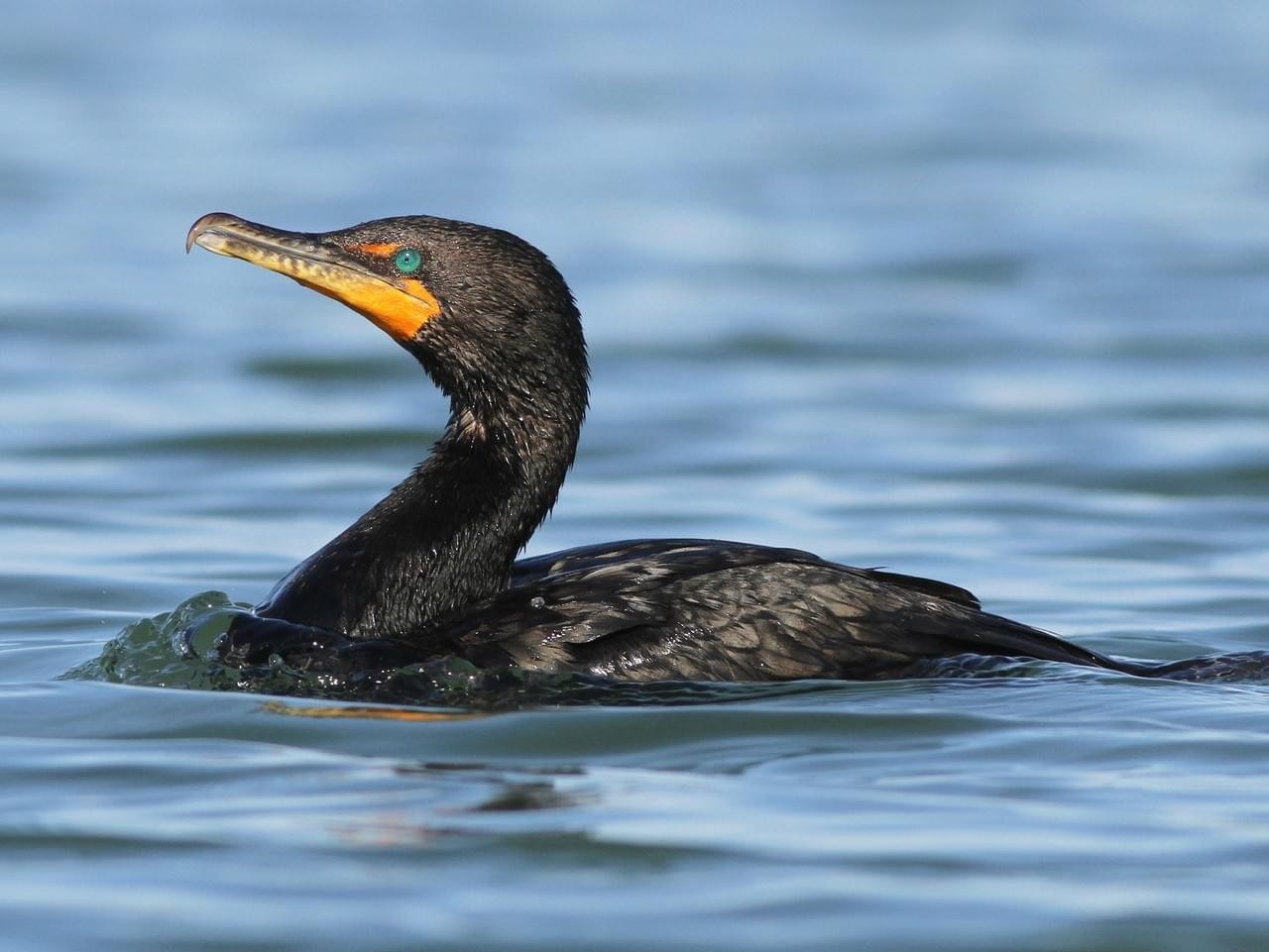 ave cormorao