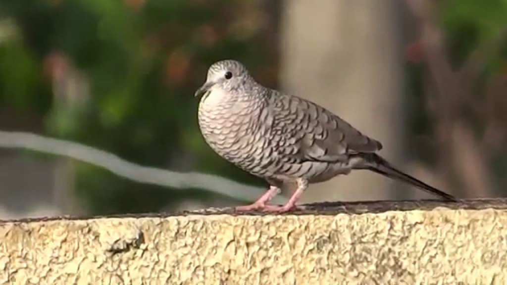 caracteristicas da rolinha fogo apagou