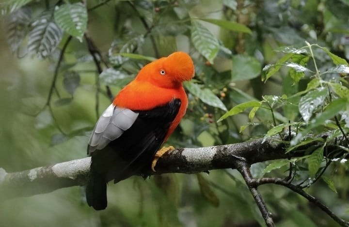 galo da serra