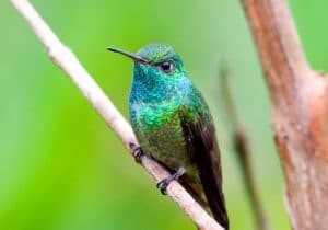 beija flor diamante