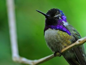 beija flor violeta