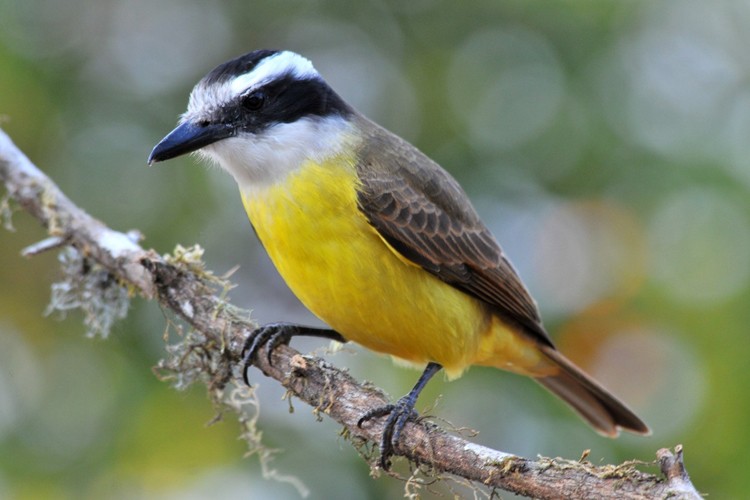 Características do Bem-te-vi