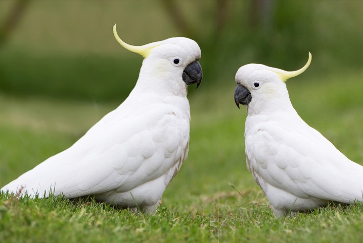 cacatua