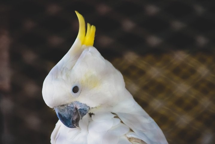 cacatua