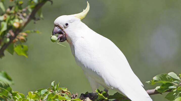 cacatua