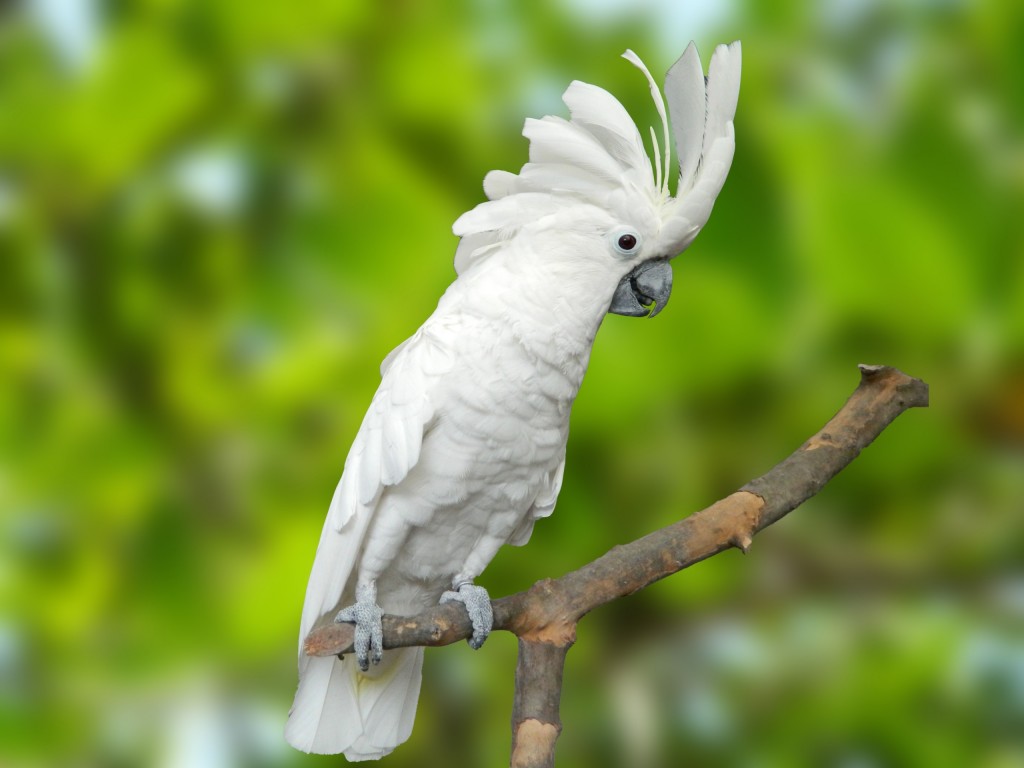 cacatua