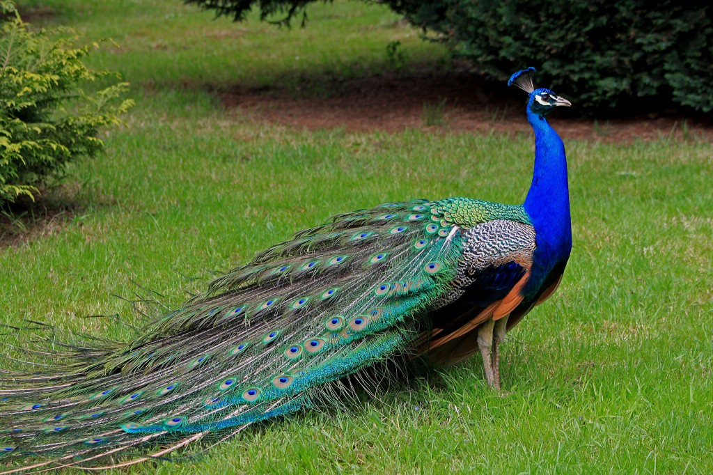 características do pavão